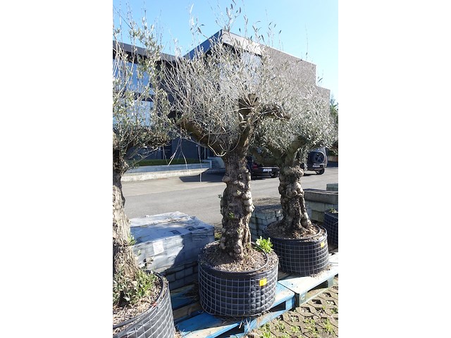 Olea europea - afbeelding 2 van  2