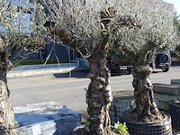 Olea europea - afbeelding 2 van  2