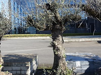 Olea europea - afbeelding 1 van  2