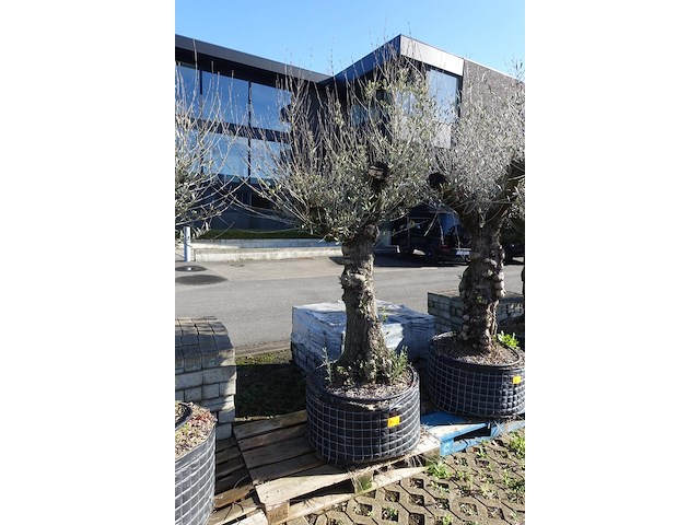 Olea europea - afbeelding 2 van  2