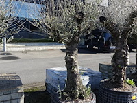 Olea europea - afbeelding 2 van  2