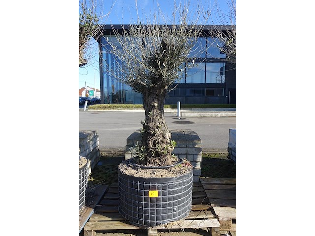Olea europea - afbeelding 1 van  2