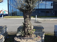 Olea europea - afbeelding 1 van  2