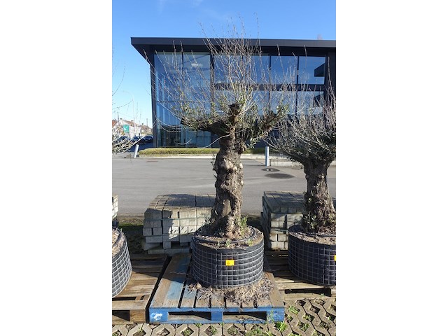 Olea europea - afbeelding 1 van  2