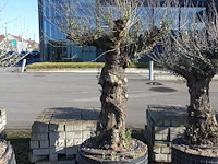 Olea europea - afbeelding 1 van  2