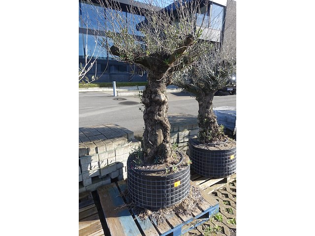 Olea europea - afbeelding 2 van  2