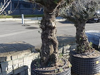 Olea europea - afbeelding 2 van  2