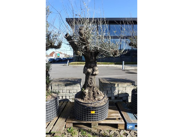 Olea europea - afbeelding 1 van  2