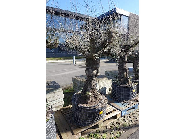 Olea europea - afbeelding 2 van  2