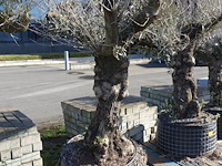 Olea europea - afbeelding 2 van  2