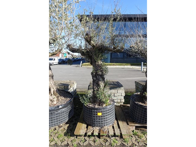 Olea europea - afbeelding 1 van  2