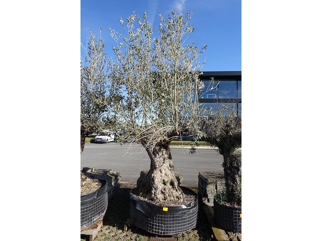 Olea europea - afbeelding 1 van  2