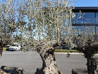 Olea europea - afbeelding 1 van  2
