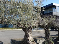 Olea europea - afbeelding 2 van  2