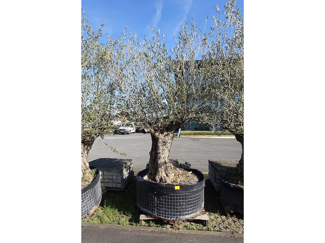 Olea europea - afbeelding 1 van  2