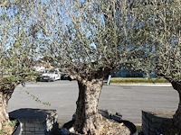 Olea europea - afbeelding 1 van  2