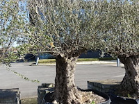 Olea europea - afbeelding 2 van  2