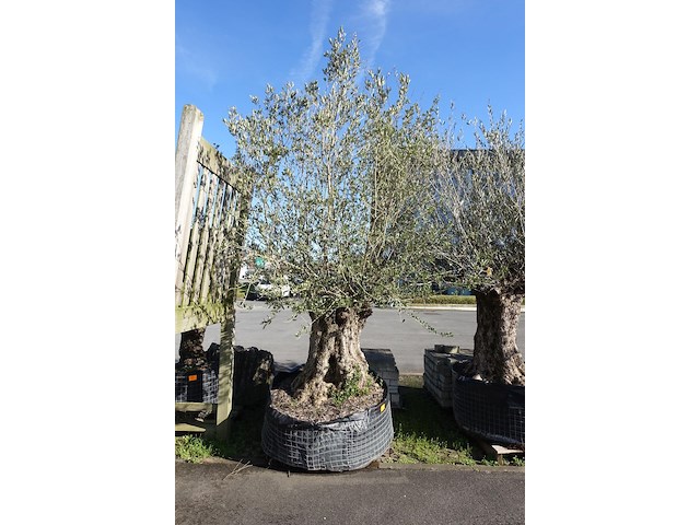Olea europea - afbeelding 1 van  2