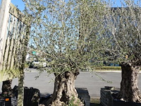 Olea europea - afbeelding 1 van  2