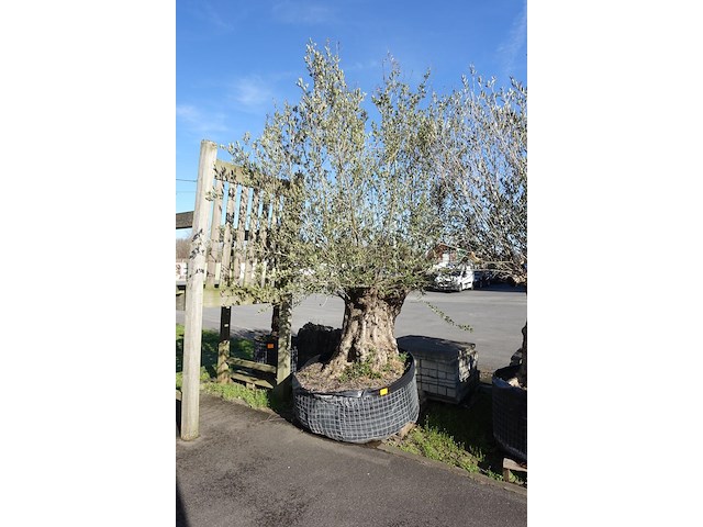 Olea europea - afbeelding 2 van  2
