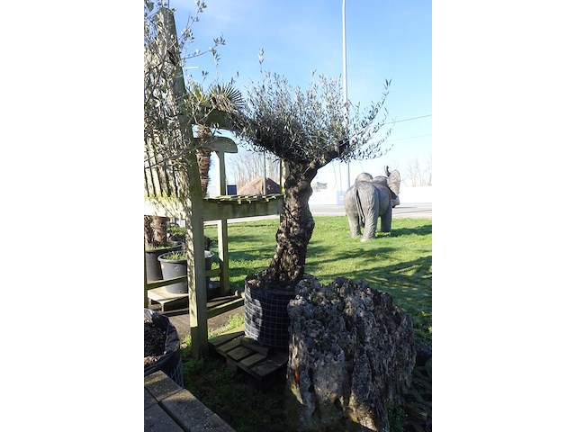 Olea europea - afbeelding 1 van  2
