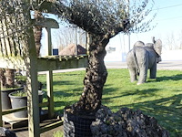 Olea europea - afbeelding 1 van  2