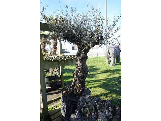 Olea europea - afbeelding 2 van  2