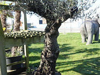 Olea europea - afbeelding 2 van  2