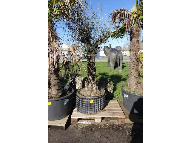 Olea europea - afbeelding 1 van  2