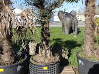 Olea europea - afbeelding 1 van  2