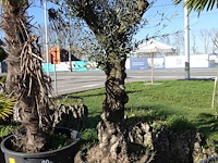 Olea europea - afbeelding 2 van  2
