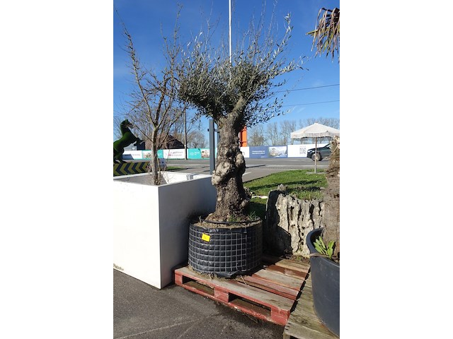 Olea europea - afbeelding 1 van  2