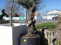 Olea europea - afbeelding 1 van  2