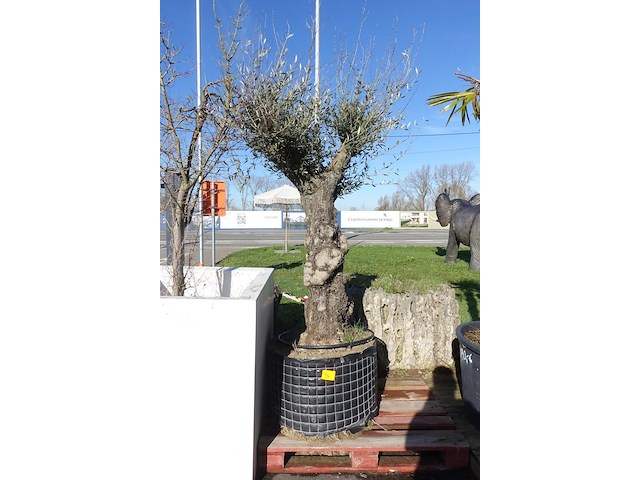 Olea europea - afbeelding 2 van  2