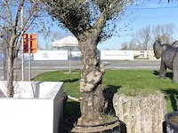 Olea europea - afbeelding 2 van  2