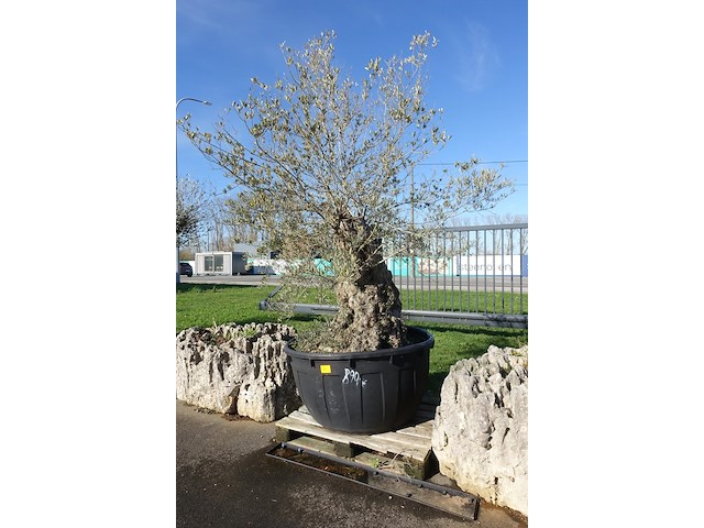 Olea europea - afbeelding 1 van  2