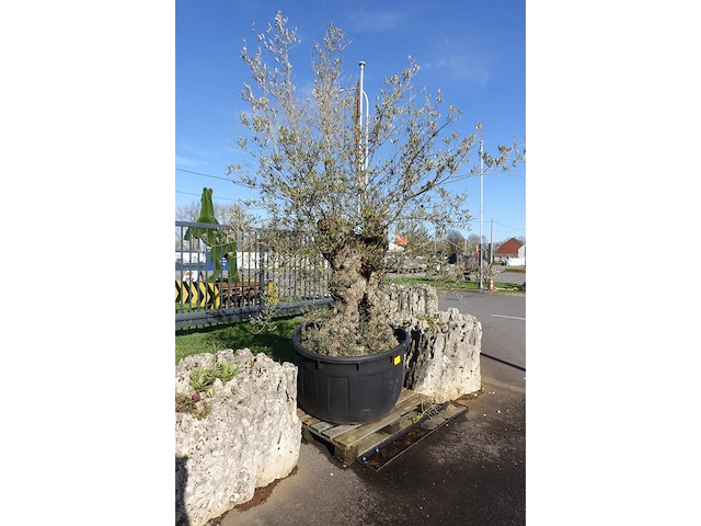 Olea europea - afbeelding 2 van  2