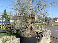 Olea europea - afbeelding 2 van  2