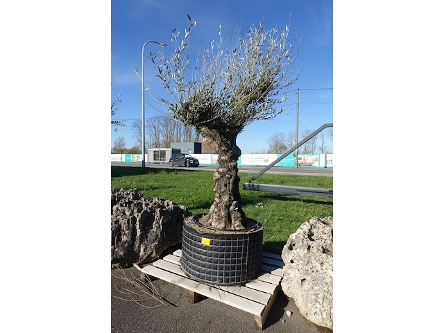 Olea europea - afbeelding 1 van  2