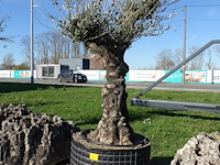 Olea europea - afbeelding 1 van  2
