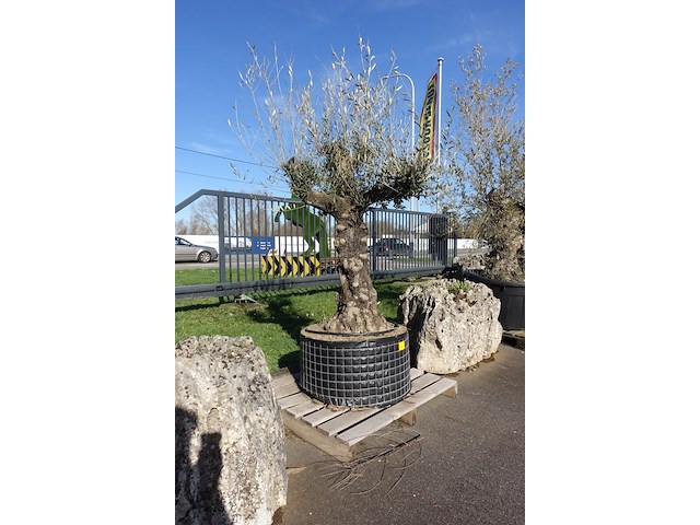 Olea europea - afbeelding 2 van  2