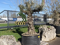 Olea europea - afbeelding 2 van  2