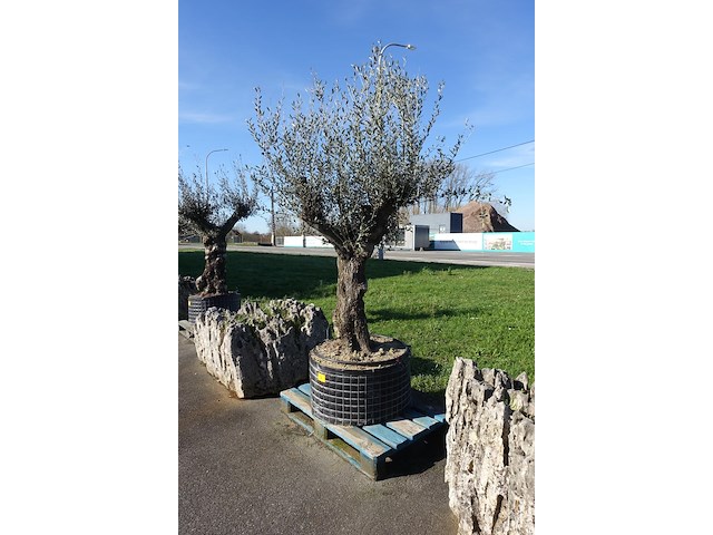 Olea europea - afbeelding 1 van  2
