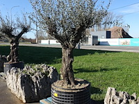 Olea europea - afbeelding 1 van  2