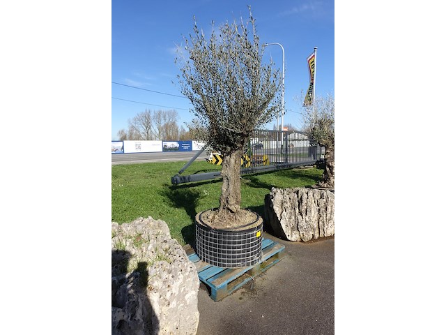 Olea europea - afbeelding 2 van  2