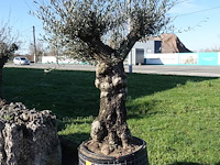 Olea europea - afbeelding 1 van  2