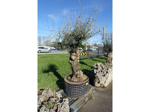 Olea europea - afbeelding 2 van  2