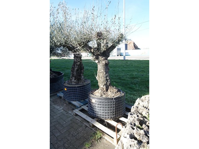 Olea europea - afbeelding 1 van  2