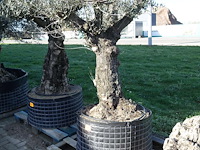 Olea europea - afbeelding 1 van  2