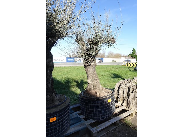 Olea europea - afbeelding 2 van  2